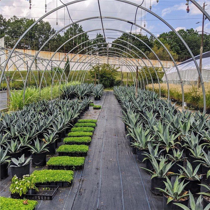 Agave-americana-Blue-Agave-American-Century-Plant-3_1800x1800 (1)(001)